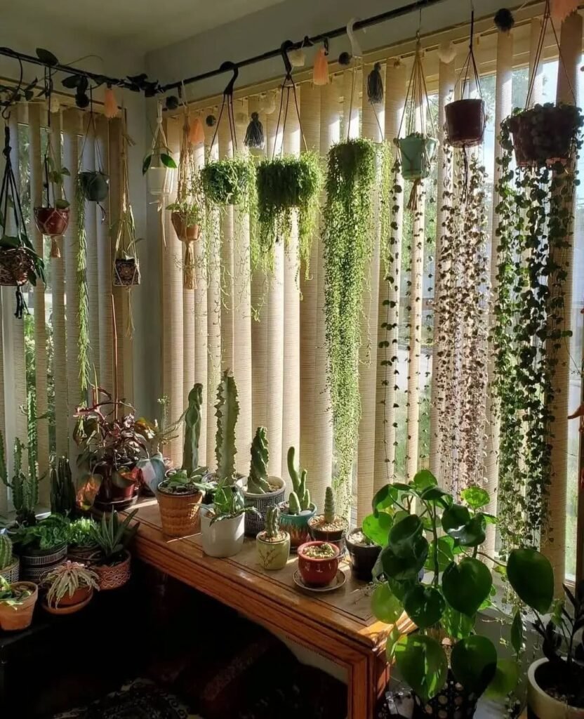 House Plant