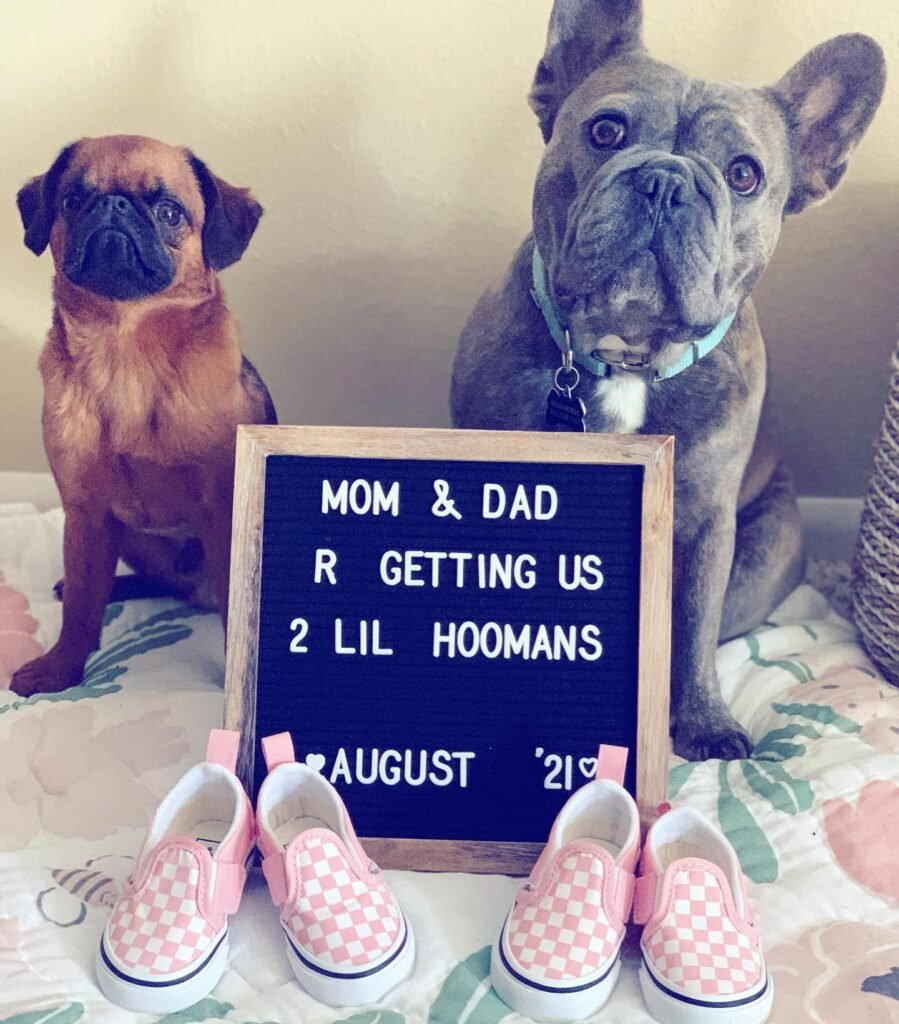Our Furry Siblings are Getting Two Little Hooman Twins Additions This August!